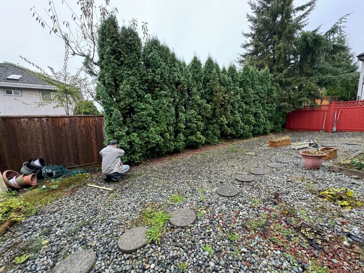 Backyard area before new fence installation